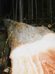 ���̂������B�����S�Ocm�B