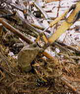 ���������m�`�N