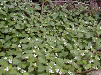 �h�N�_�~�̌Q��