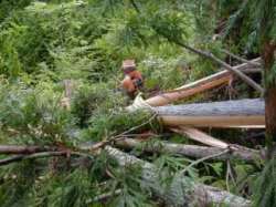 �씗���y���̑�؂ȓ���A��񂵃E�C���`�B