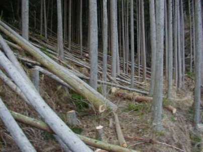 �P���Q�O���A�g�쁕�������̔��̍�ƌ�B