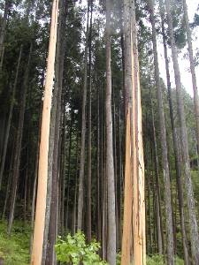 �����؂̂܂܂Ŕ�𔍂��B�����i�K�B