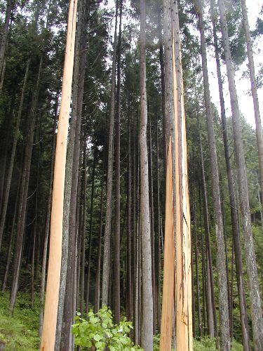 �����؂̂܂܂Ŕ�𔍂��B