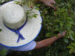 �u���[�x���[�E�݂����C���B