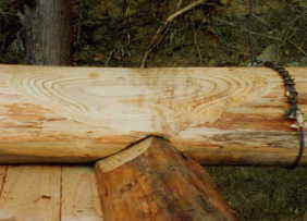 ���߂č��񂾃n�[�t���O�ƃV�����O�i���̂Q�j