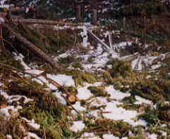 �R�ς��鐙�̎}